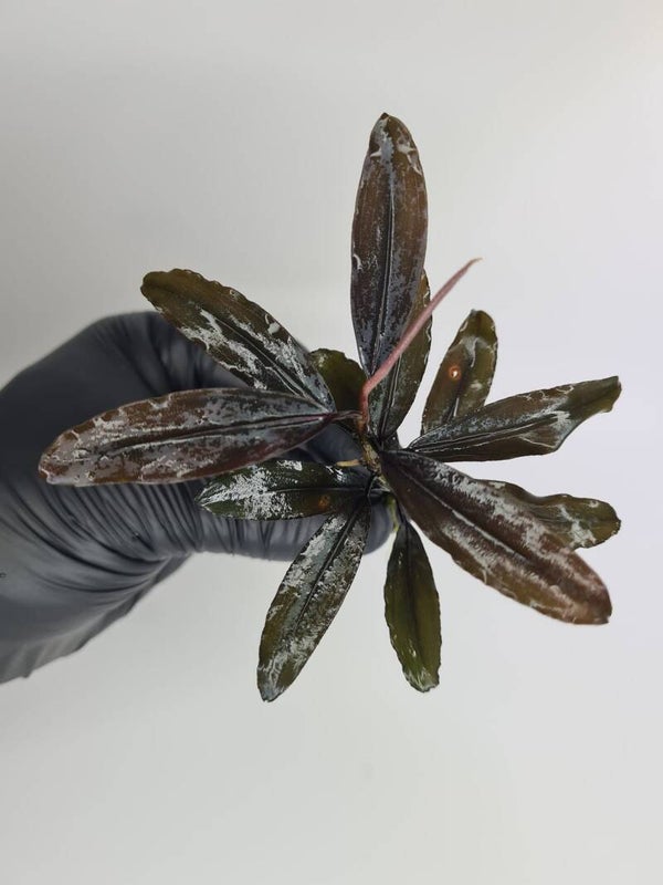 Bucephalandra Copi Susu