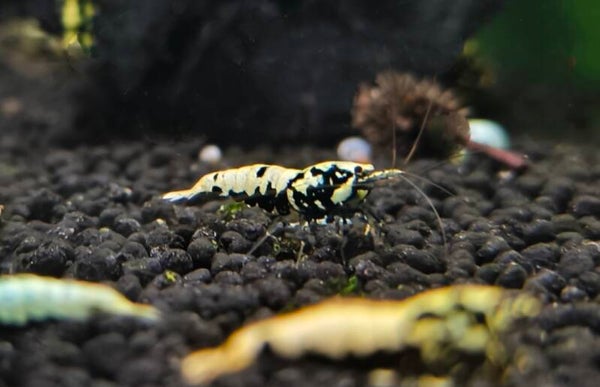 Caridina Boa *Grade S*