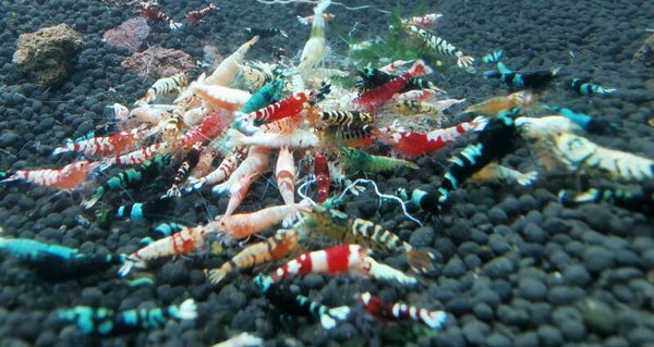 Caridina Mix