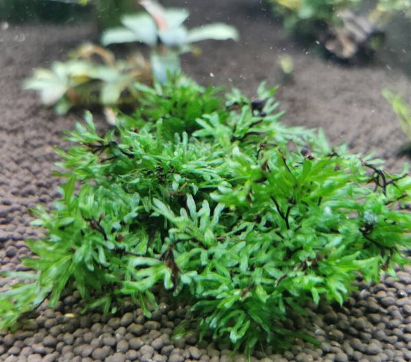 Crepidomanes cf. Malabaricum