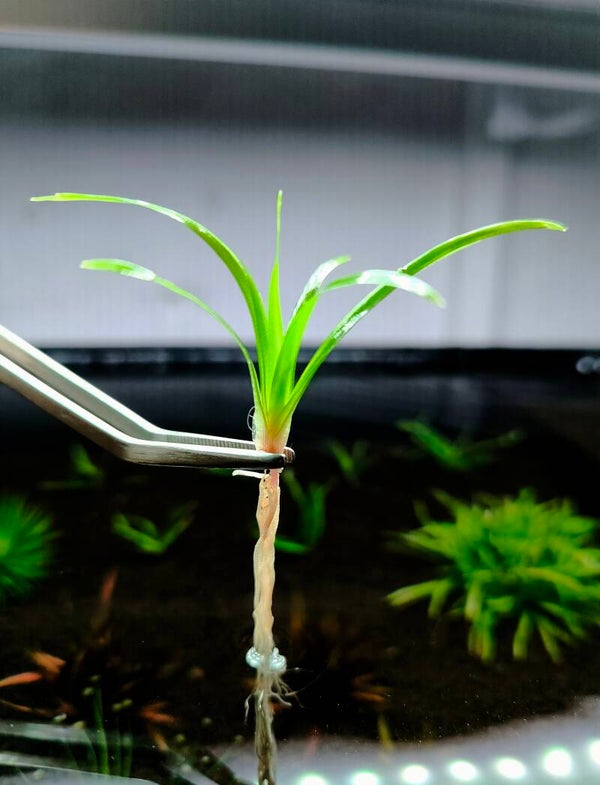 Eriocaulon sp. Goias