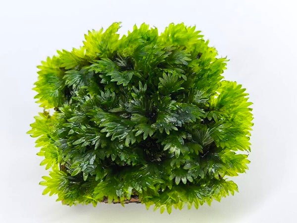 Fissidens Rufulus aufgebunden auf Plantsheet 3x3cm