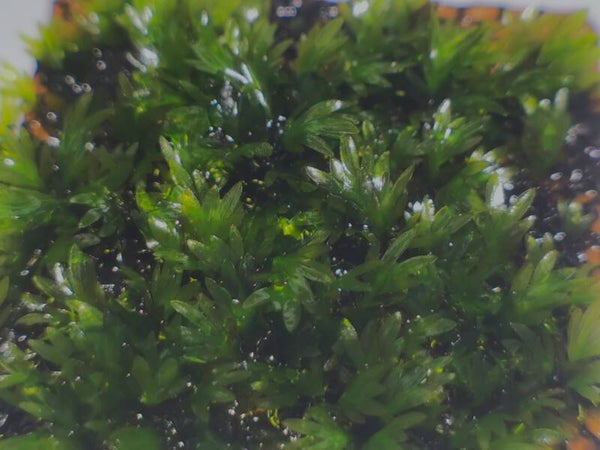 Fissidens Phillippins