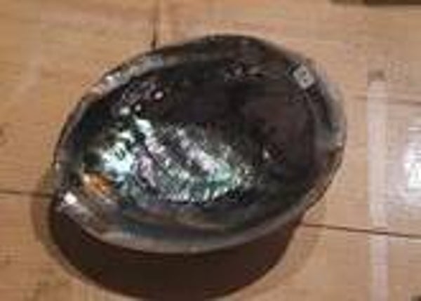 abalone schelp