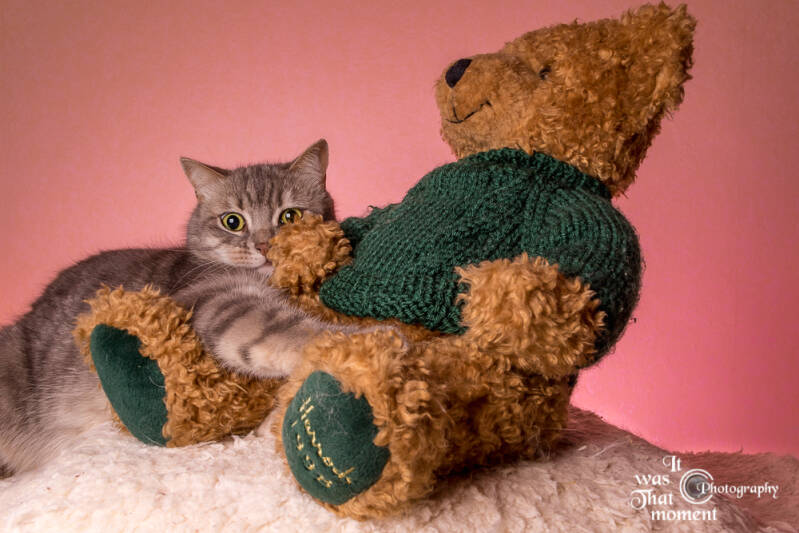 kattenfotografie-itwasthatmoment12.jpg