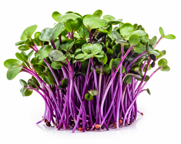 Purple Stem Radish