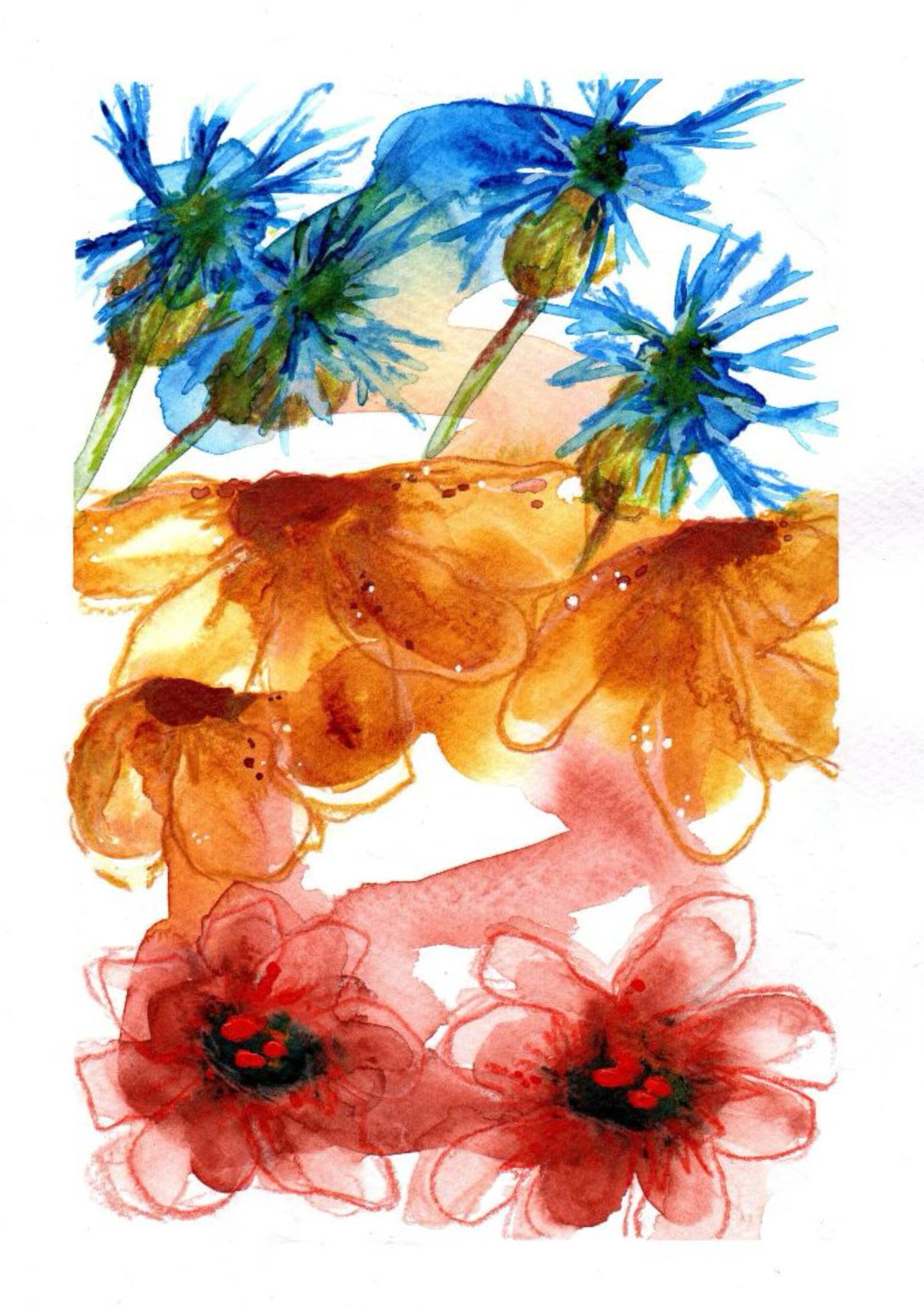 cornflowers