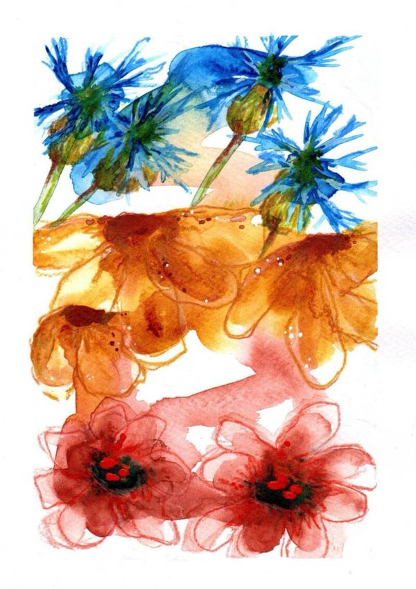 cornflowers