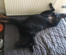 Beauceron Phil L' etoile de la nuit, black and tan