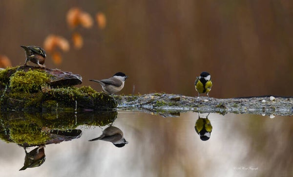 "Flüstern am Frühlingsmorgen: Eine Geschichte der Freundschaft"