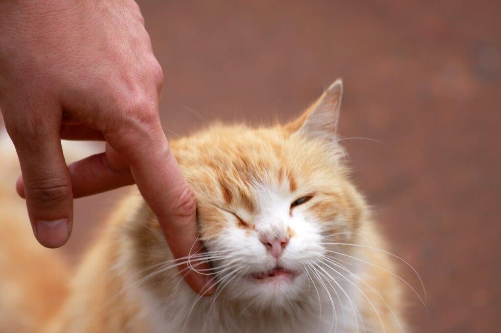 Help mijn kat verveelt zich / Katten / Lesaanbod tinleyacademie