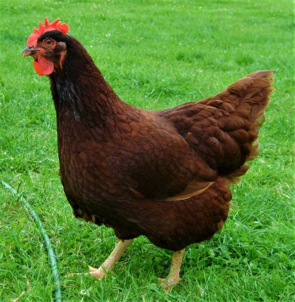 Road Island Red Hatching Eggs