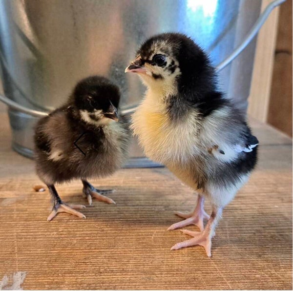 Copper Maran Hatching Eggs