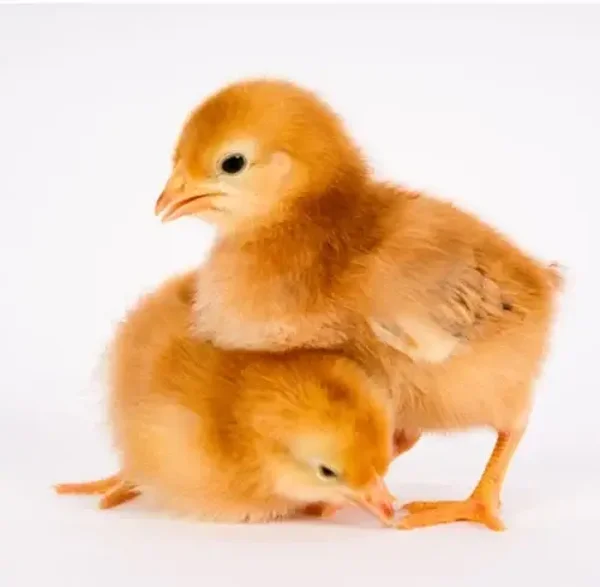 Road Island Red Day Old Chicks