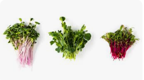 Fresh microgreens
