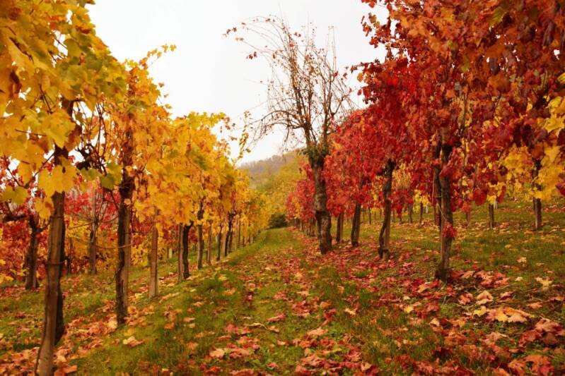 Herbst - Euganeische Hügel