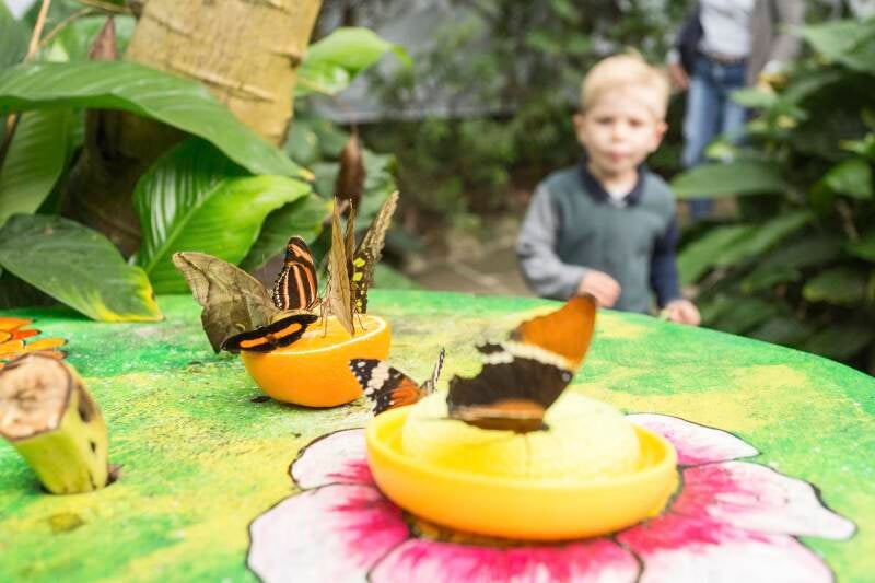 Farfalle tropicali in volo alla Casa delle Farfalle Butterfly Arc