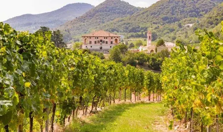 Colli Euganei - Filari vigne