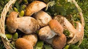 Raccolta funghi porcini 