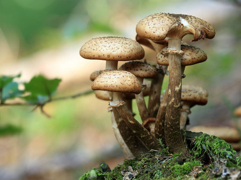 Funghi sui Colli Euganei