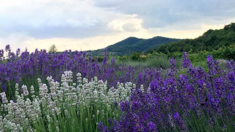 Lavandeto di Arqua Petrarca