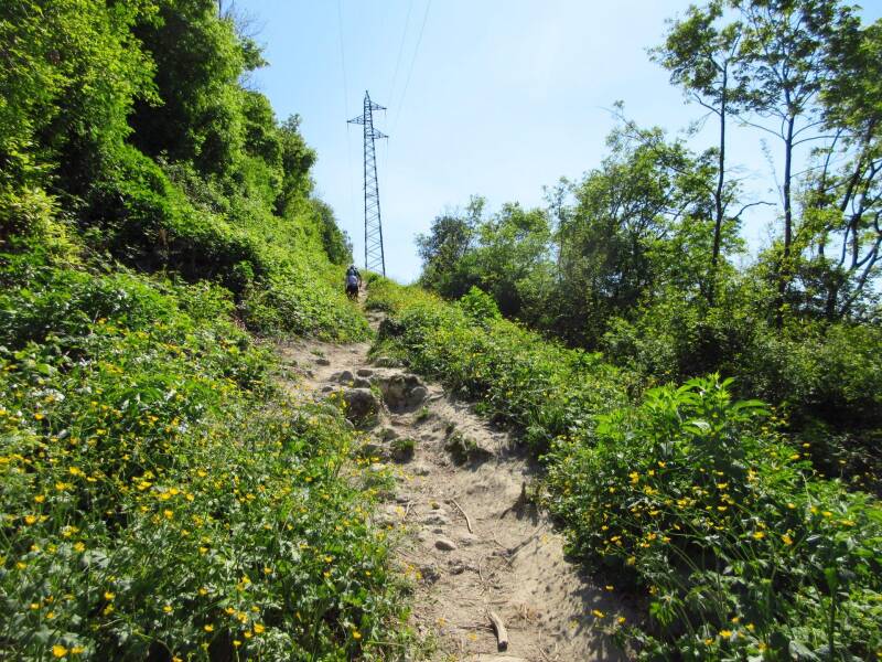 A stretch of the trail immersed in the woods