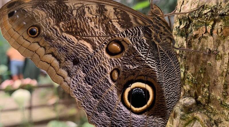 Particolare delle ali di una farfalla