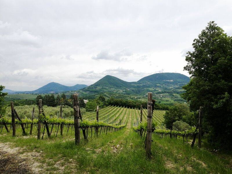 Sentiero dei Vigneti - versante sud del Monte Cinto.