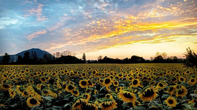 Coucher de soleil sur les Collines Euganéennes