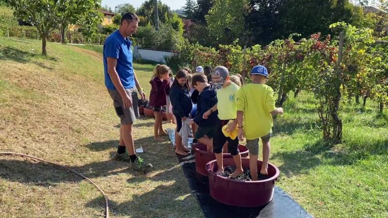 Vendemmia bambini