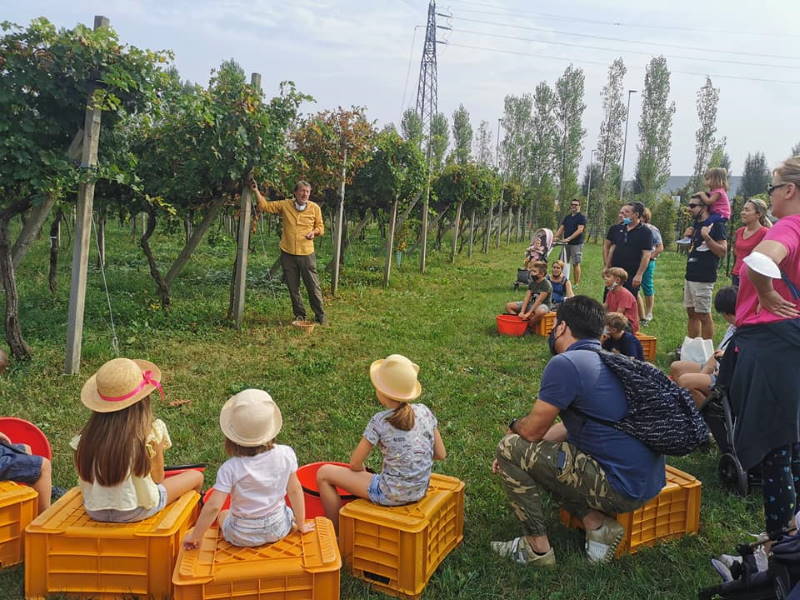 Vendemmia spiegazione bambini