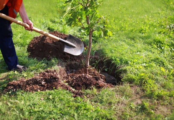 Planting and Installation