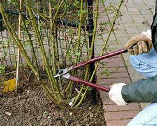Pruning and Trimming: