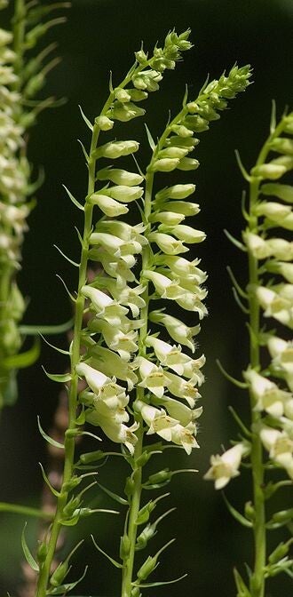 Digitalis lutea (vingerhoedskruid)