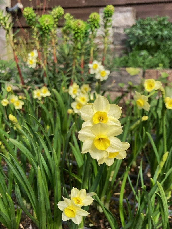 Narcissus Minnow