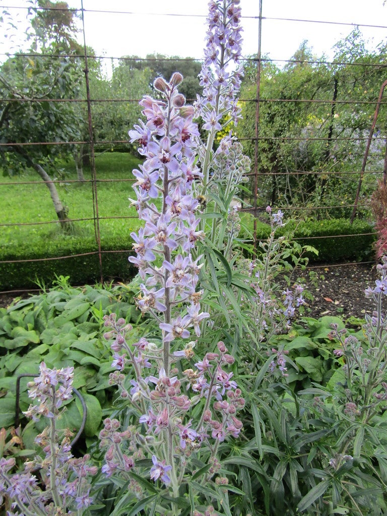 Delphinium requienii (Corsicaanse ridderspoor)