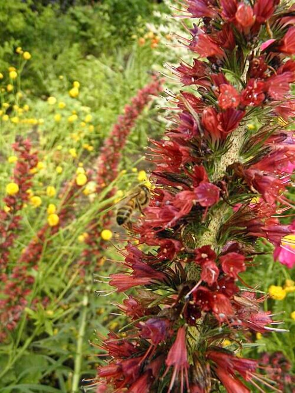 Echium russicum (rood slangenkruid)