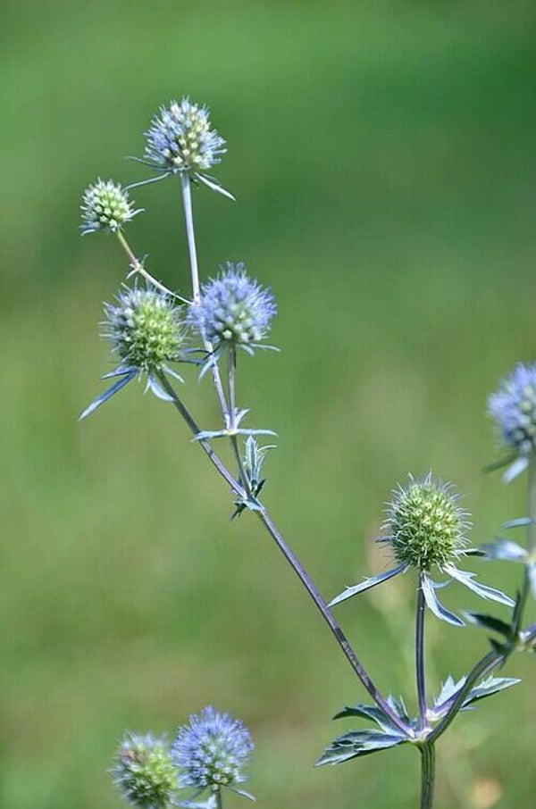 Eryngium planum (kruisdistel)