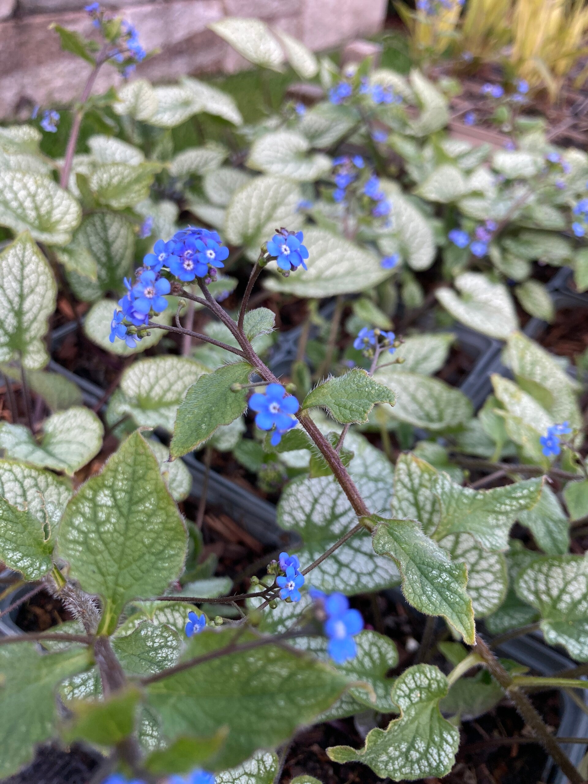 Brunnera macr. ‘Jack Frost' (Kaukasisch vergeet-mij-nietje)