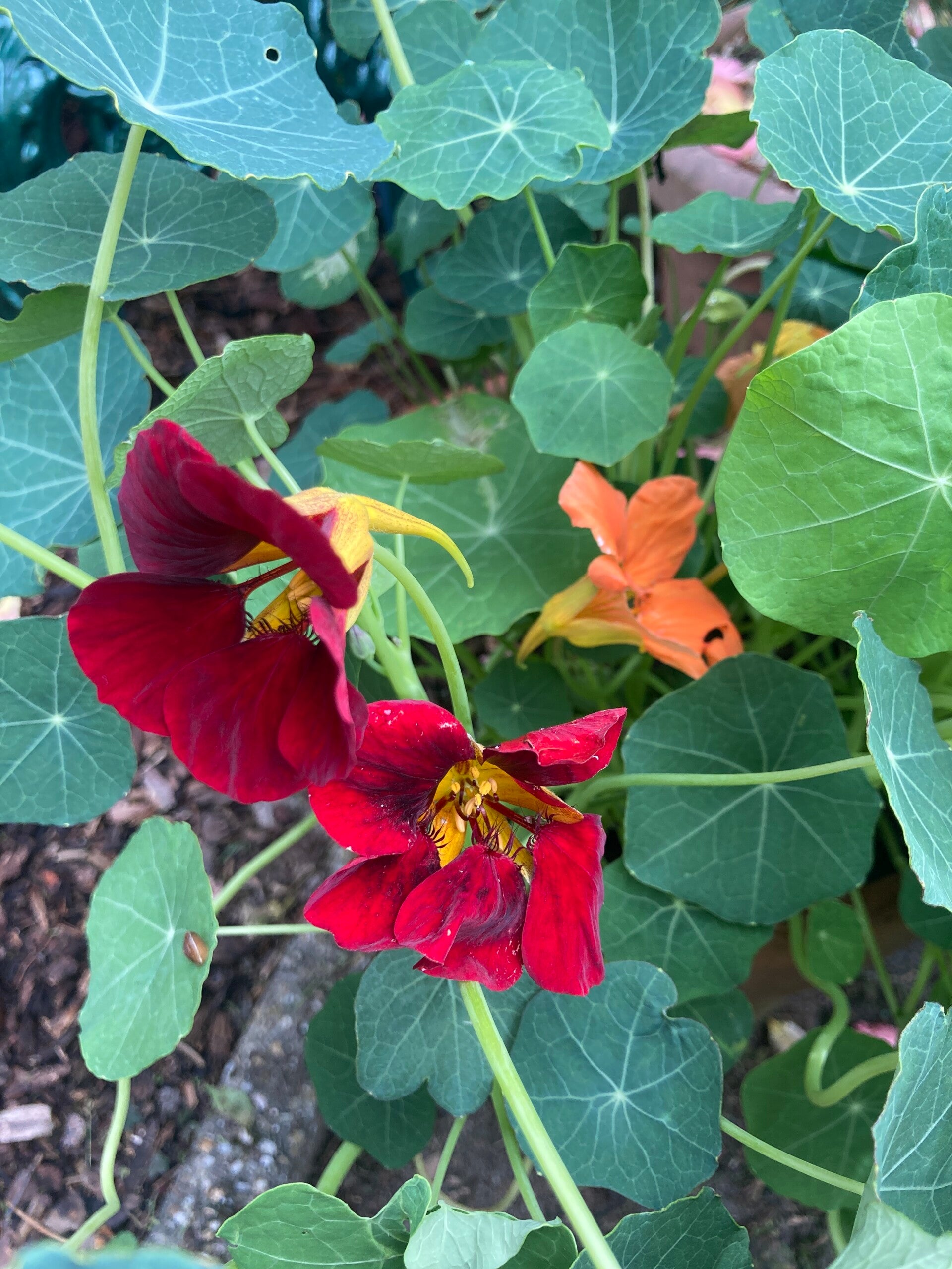Tropaeolum Rumba