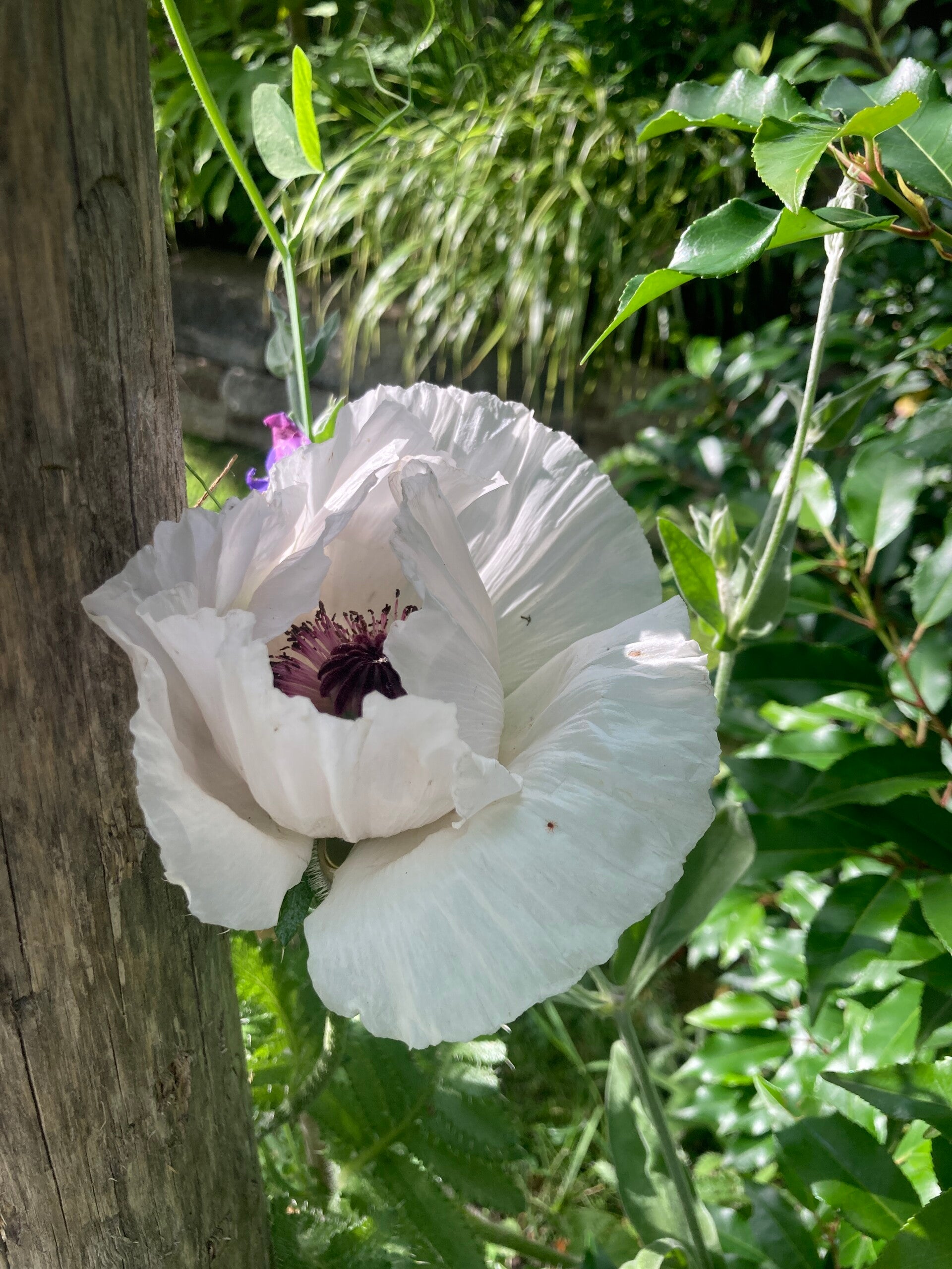 Papaver Royal Wedding