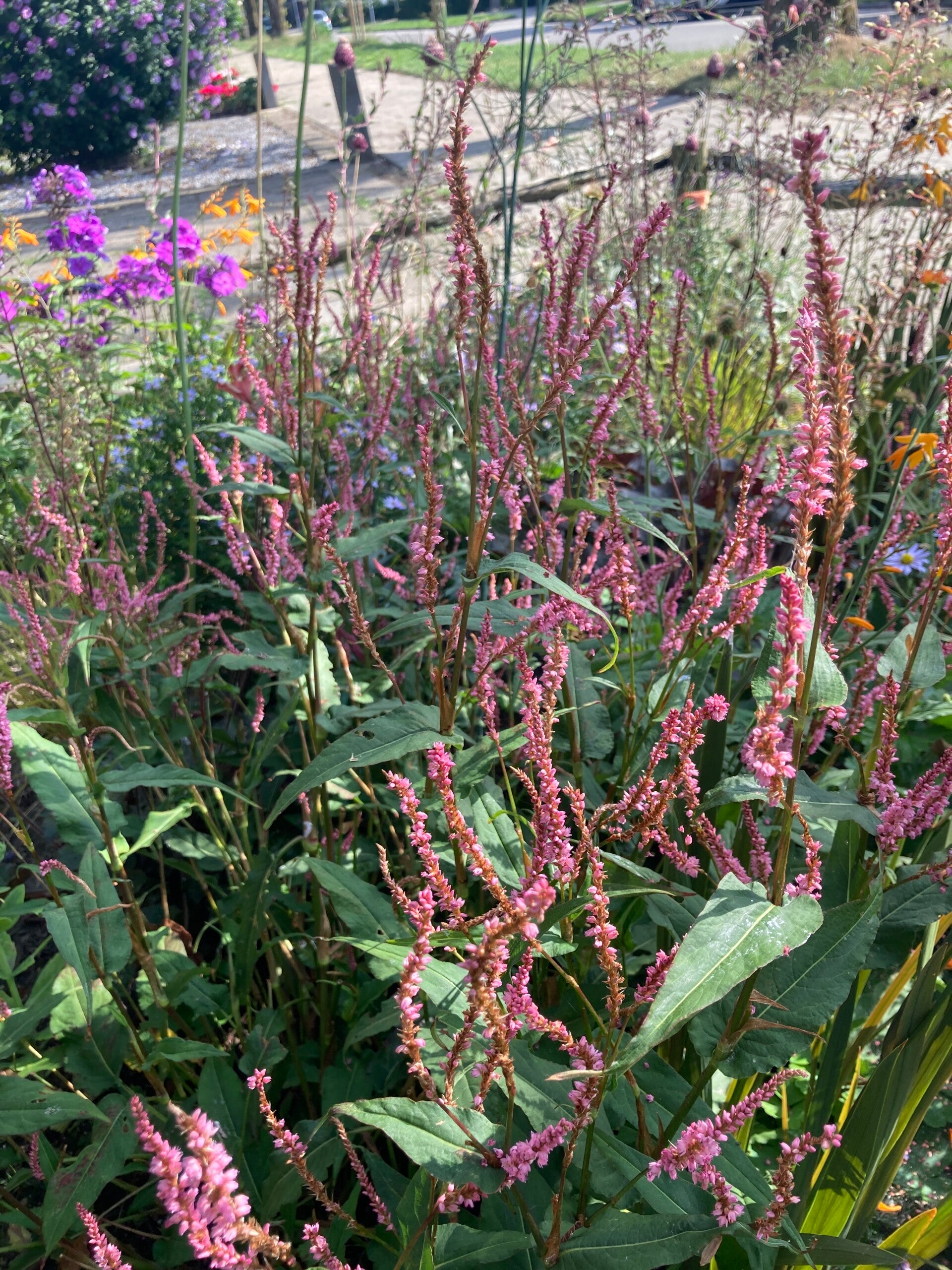Persicaria ampl. 'Pink Elephant' (duizendknoop)