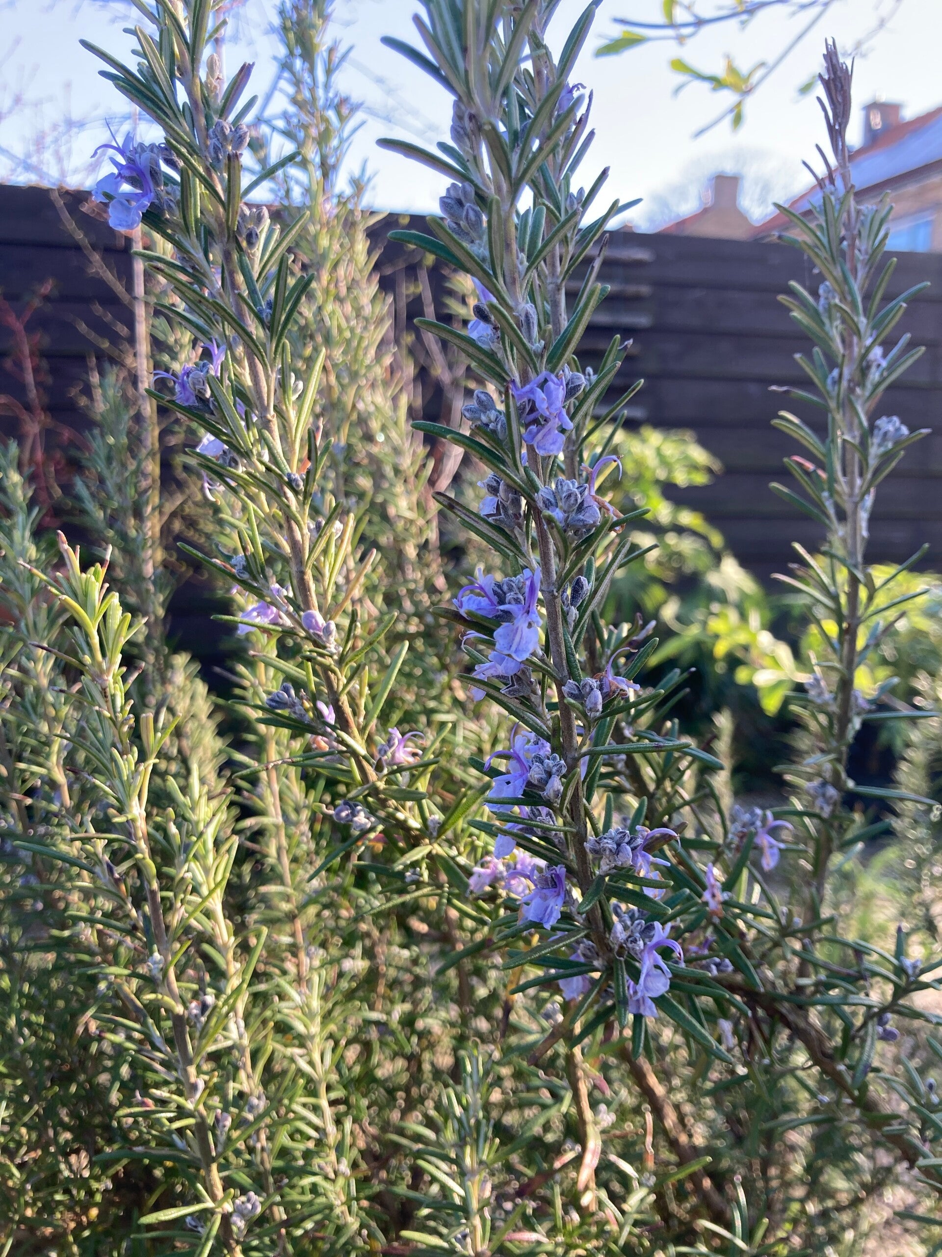 Rosmarinus officinalis (rozemarijn)