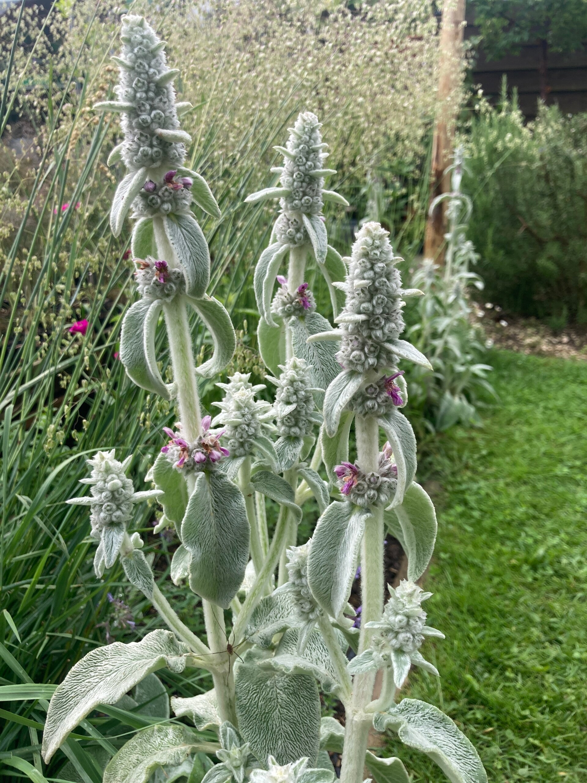 Stachys byzantina