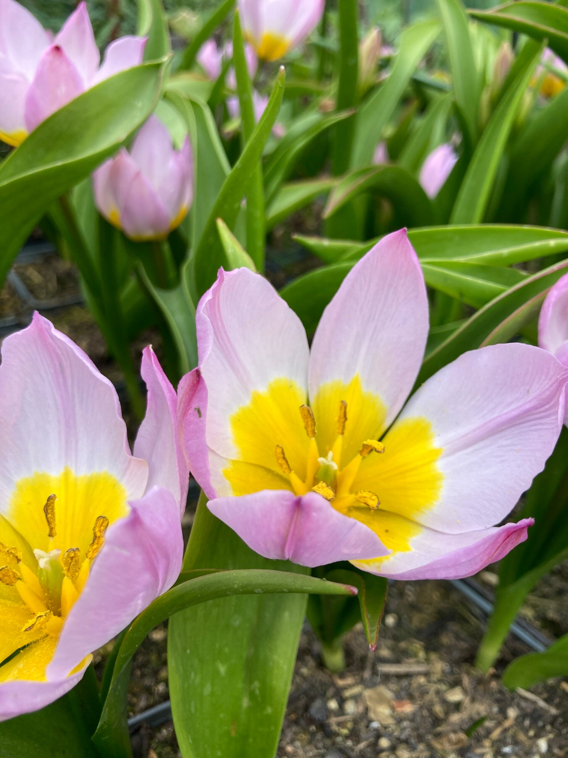 Tulipa Lilac Wonder