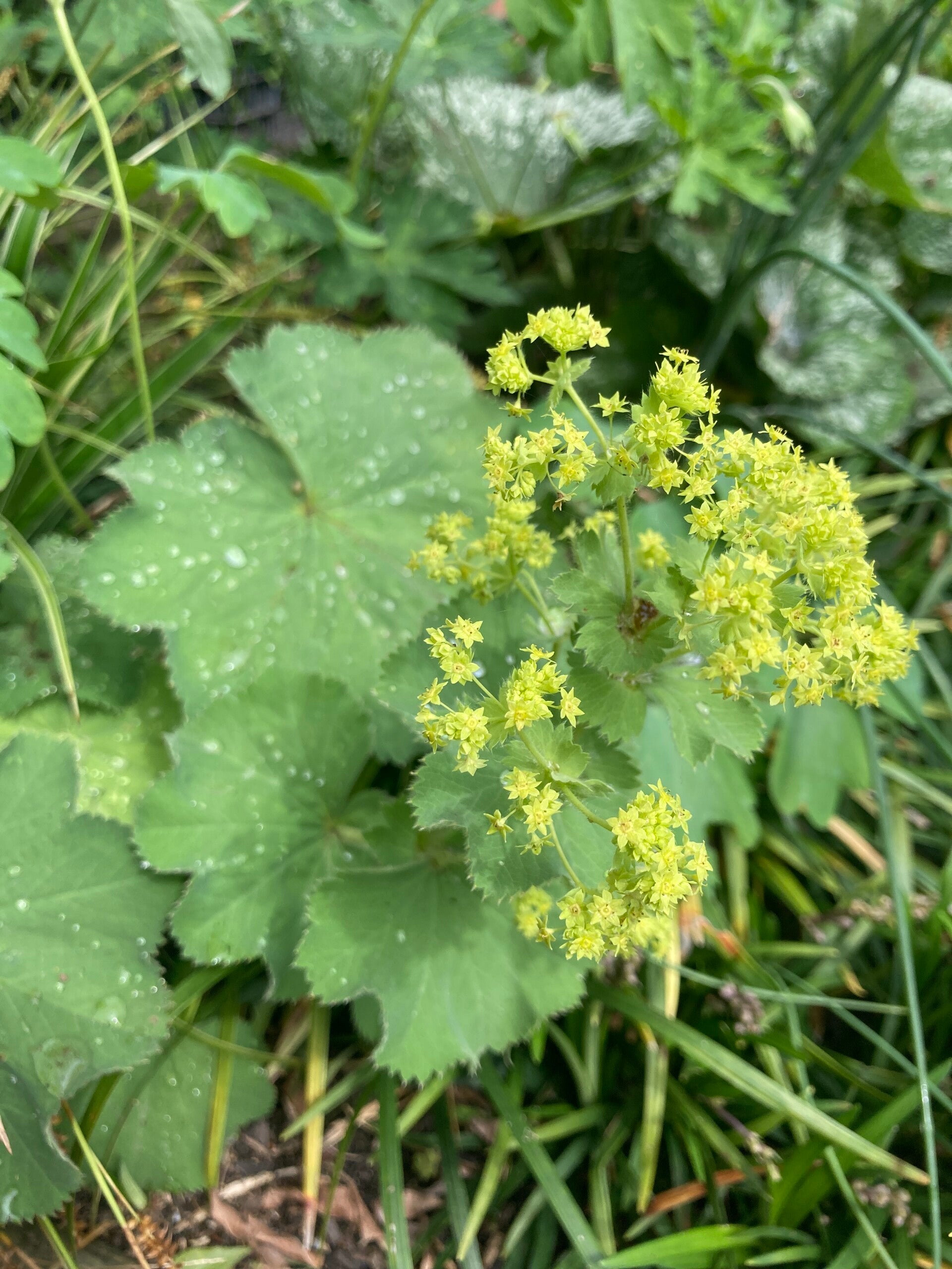 Alchemilla mollis
