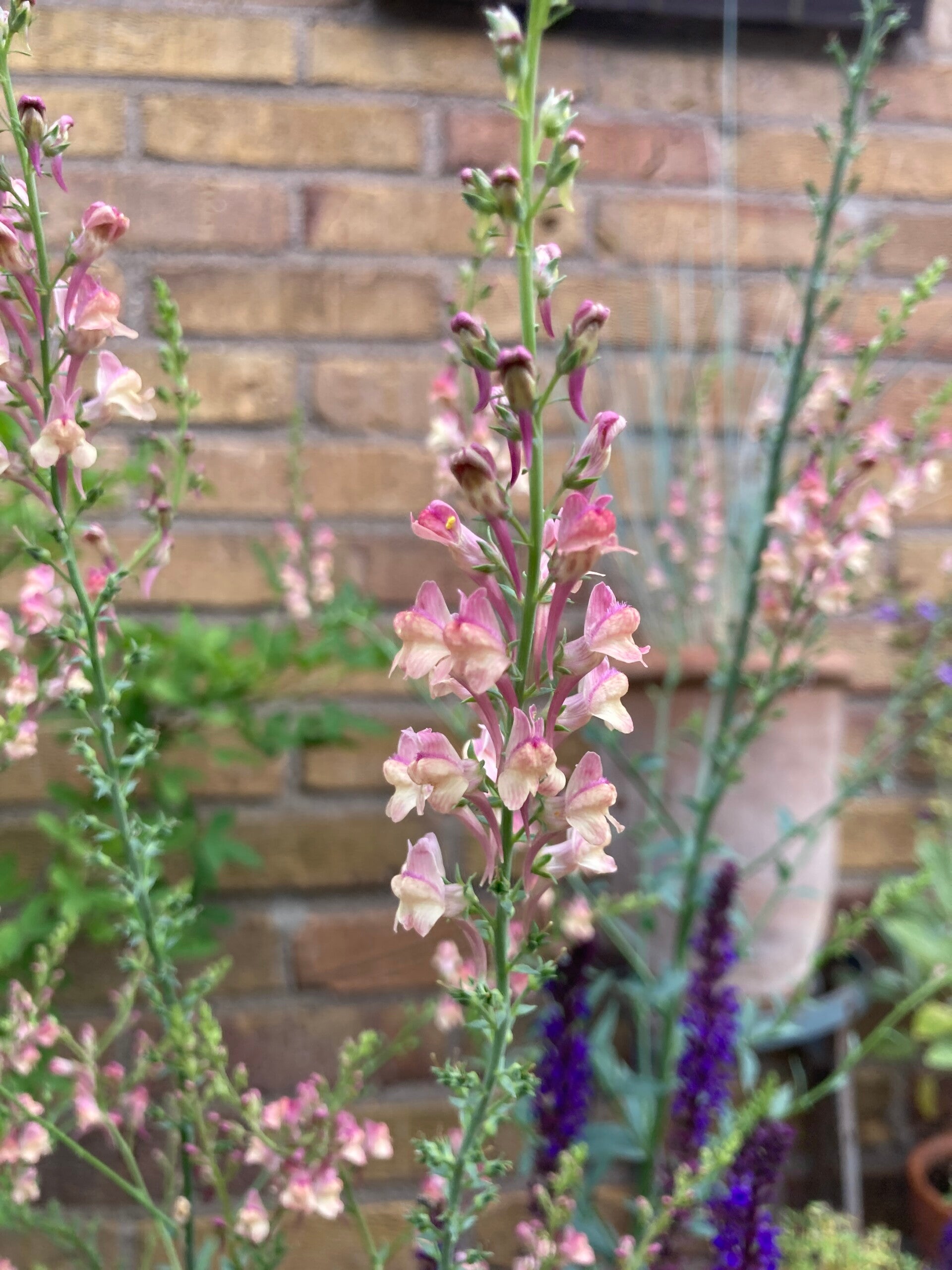 Linaria Peachy