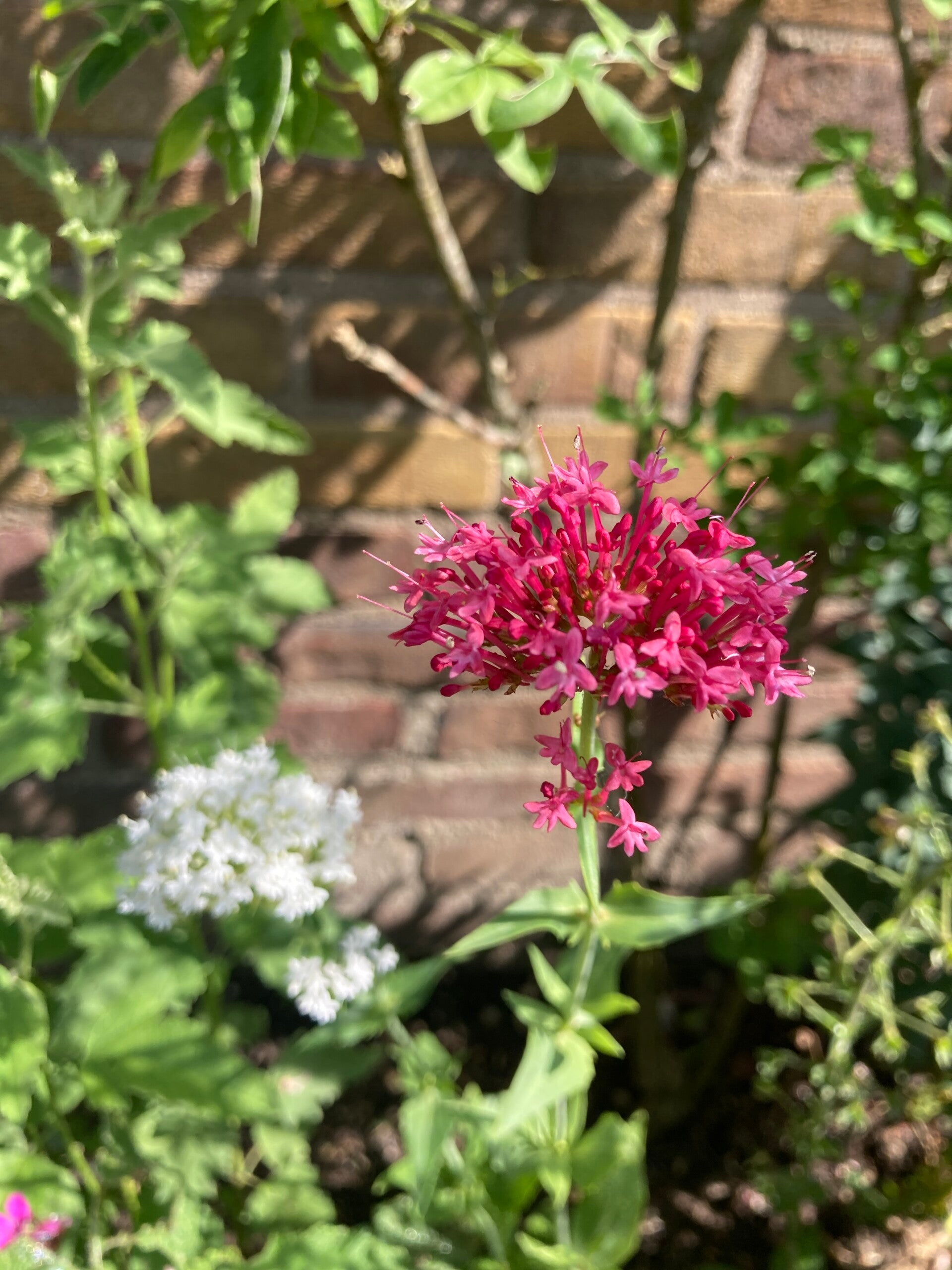 Centranthus ruber gemengd