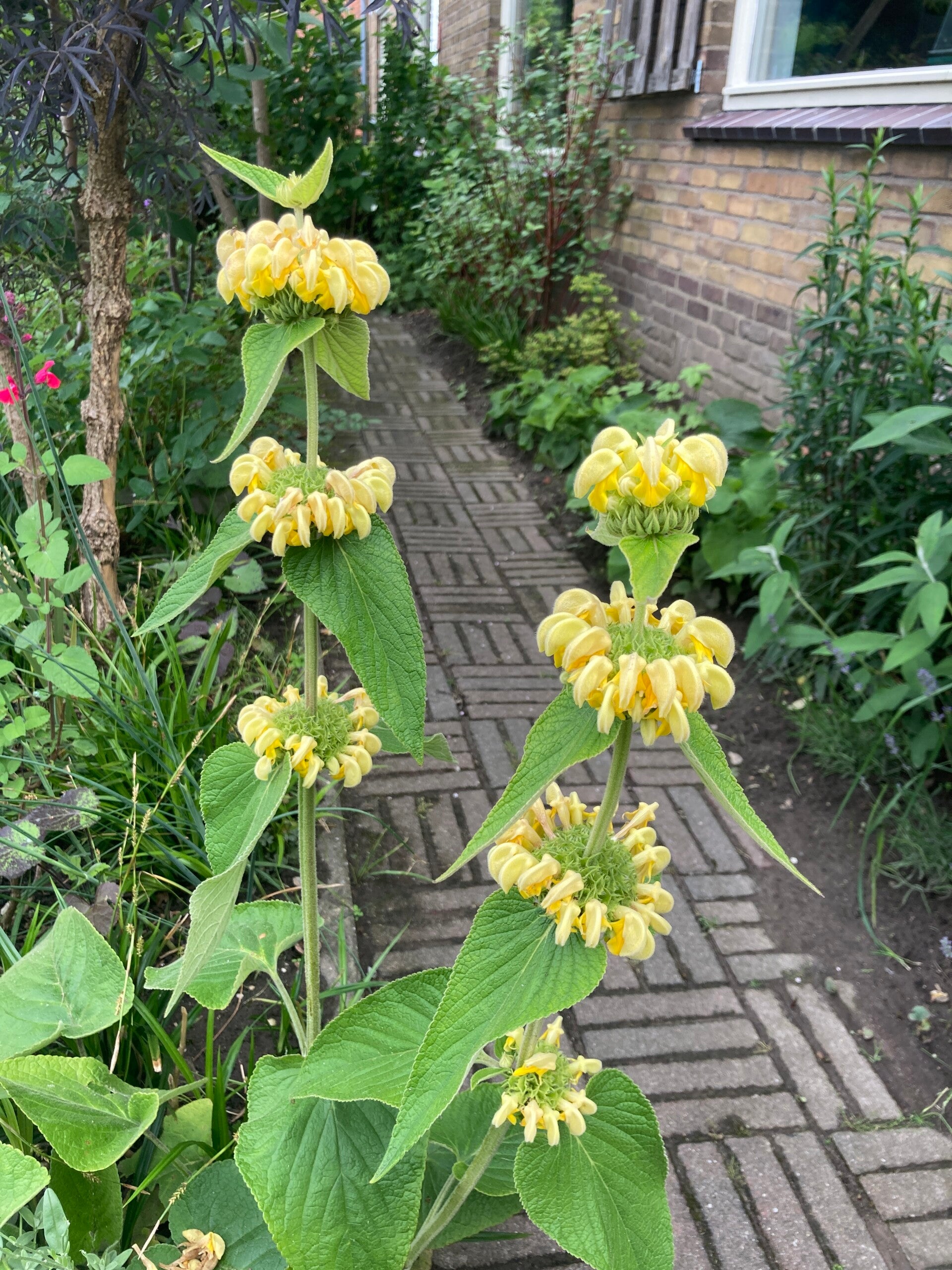 Phlomis russeliana