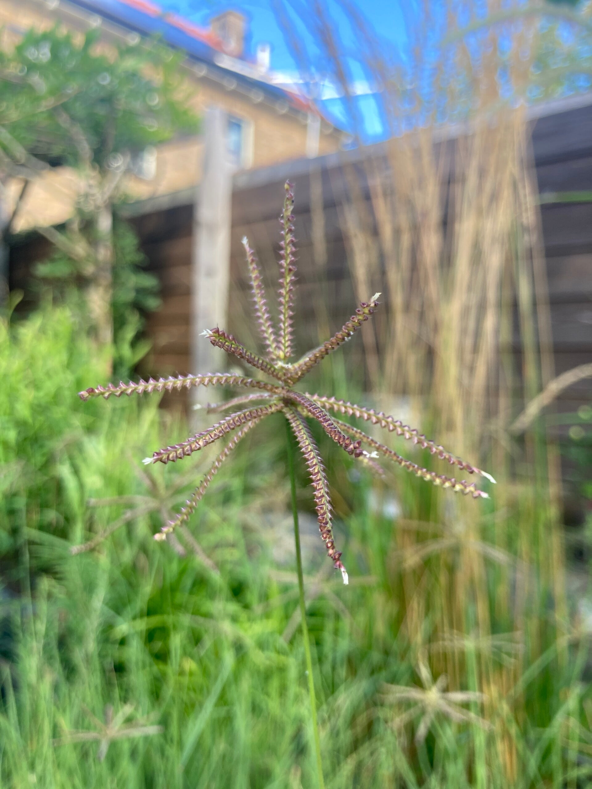 Chloris subdolichostachya (windmolengras)